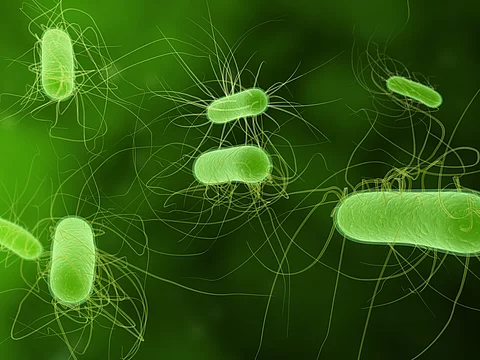 Multiresistente E. coli  – verdrängt durch Nahrungskonkurrenz?