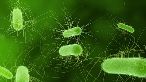 Multiresistente E. coli – verdrängt durch Nahrungskonkurrenz? Multiresistente E. coli – verdrängt durch Nahrungskonkurrenz?