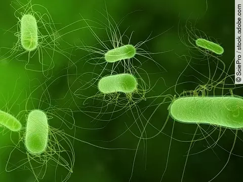 Multiresistente E. coli  – verdrängt durch Nahrungskonkurrenz?