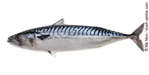 Makrelen und andere Riff-Fische potenziell mit Ciguatoxin belastet