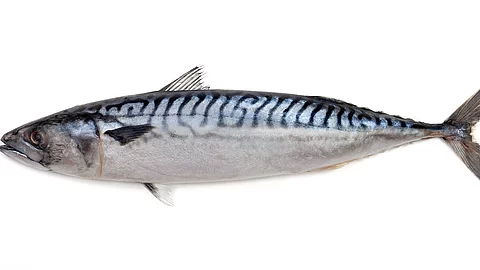 Makrelen und andere Riff-Fische potenziell mit Ciguatoxin belastet