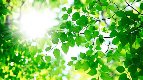 Sonnenstrahlen fallen durch frische grüne Blätter – Symbol für Hoffnung und Neubeginn.