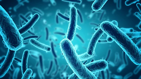 Escherichia coli - Darmbakterien Escherichia coli - Darmbakterien